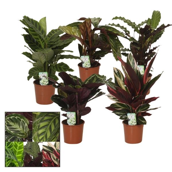 Горшечные цветы и растения оптом Calathea Mix от 8шт из Голландии с доставкой по России