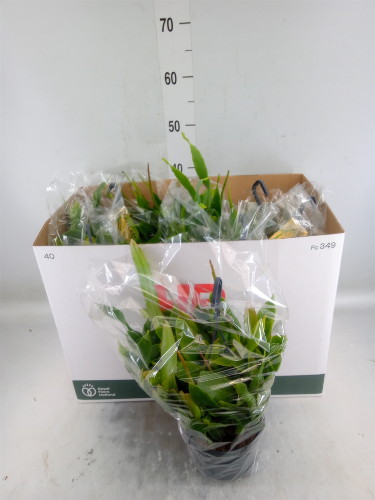 Горшечные цветы и растения оптом Epiphyllum   ... от 7шт из Голландии с доставкой по России