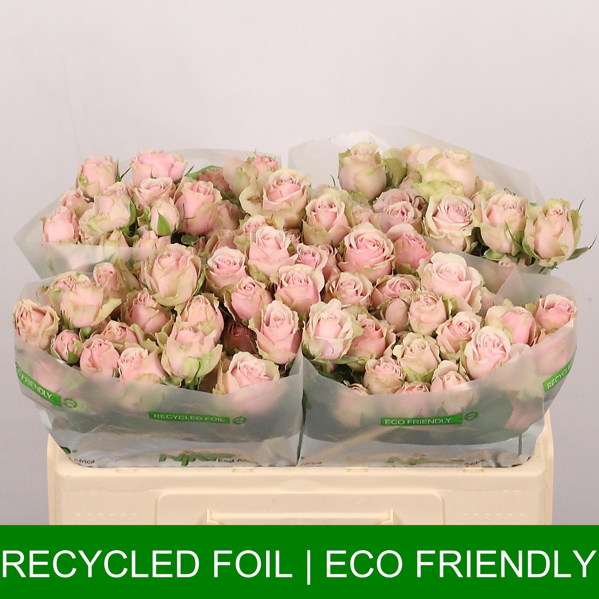 Срезанные цветы оптом Rosa spray history от 30шт из Голландии с доставкой по России