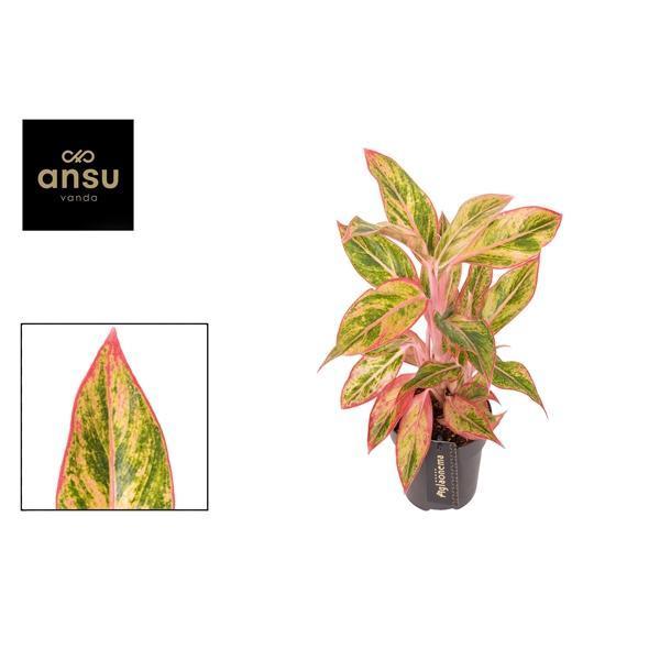 Горшечные цветы и растения оптом Aglaonema Jungle Nectarine от 6шт из Голландии с доставкой по России