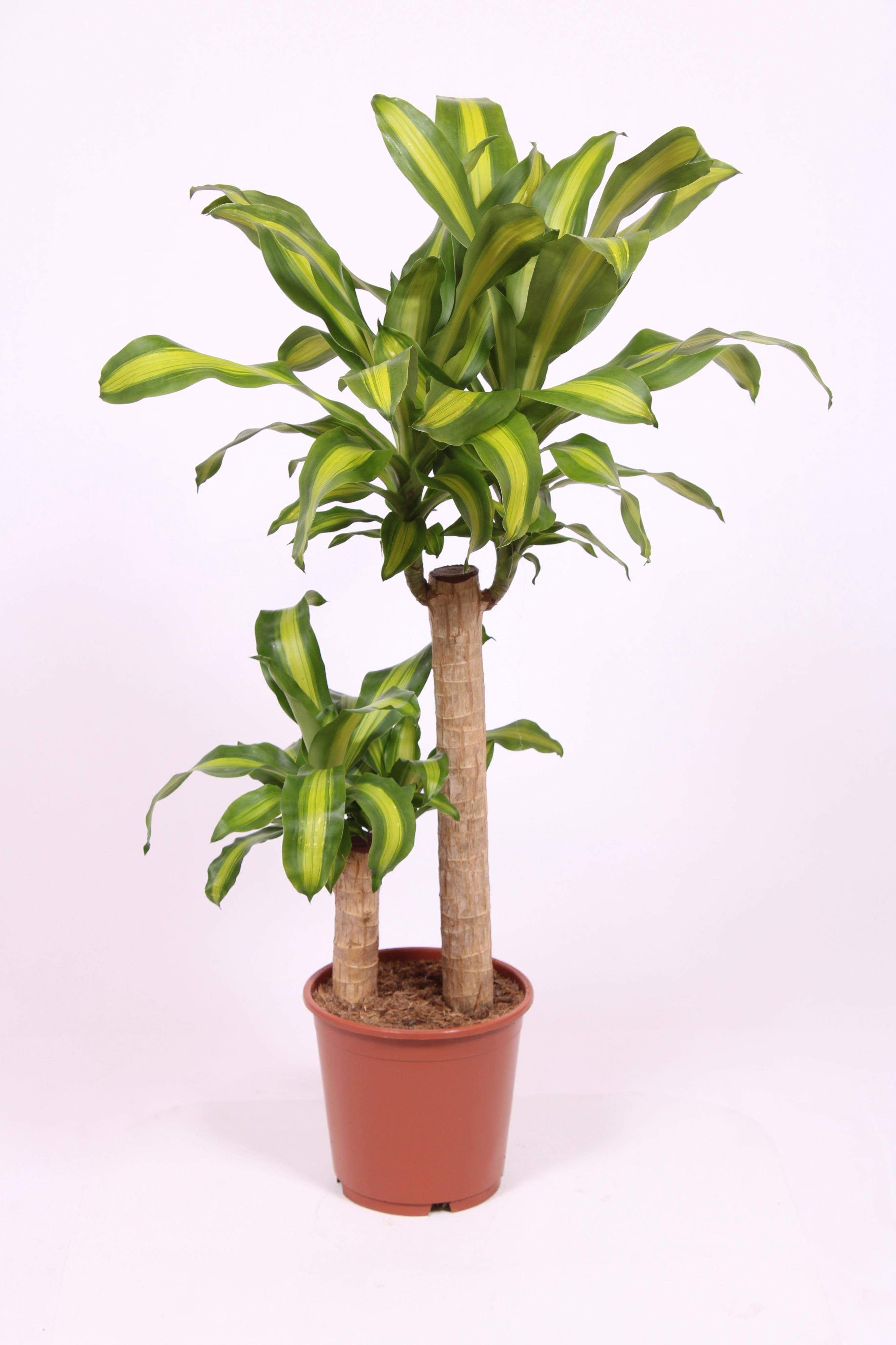 Горшечные цветы и растения оптом Dracaena Massangeana 60-30 от 1шт из Голландии с доставкой по России