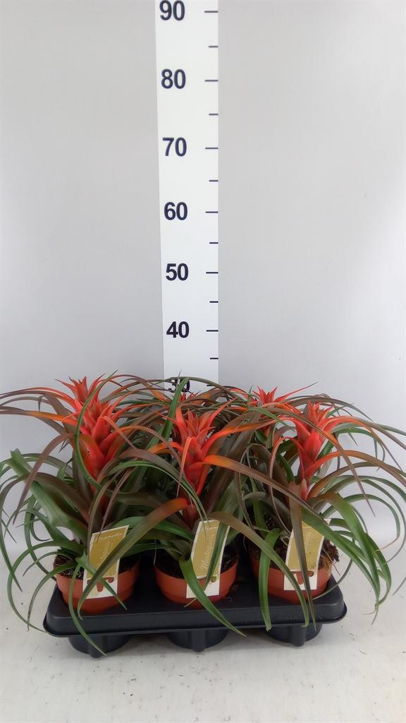 Горшечные цветы и растения оптом Tillandsia Capitata hermosa от 6шт из Голландии с доставкой по России