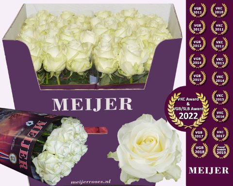 Срезанные цветы оптом Rosa large avalanche+ Meijer от 40шт из Голландии с доставкой по России