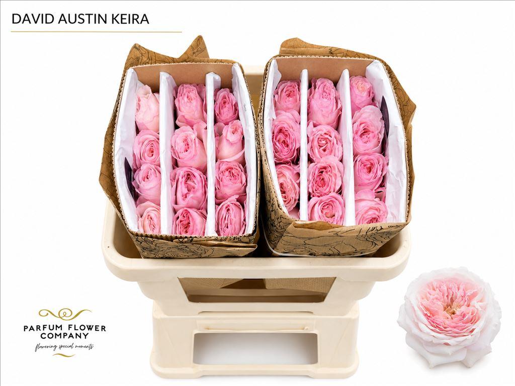 Срезанные цветы оптом Rosa large austin keira от 24шт из Голландии с доставкой по России
