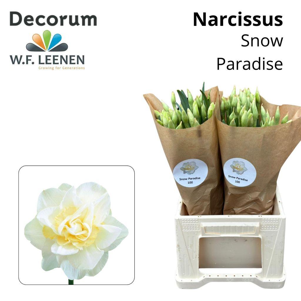 Срезанные цветы оптом Narcissus do snow paradise от 100шт из Голландии с доставкой по России