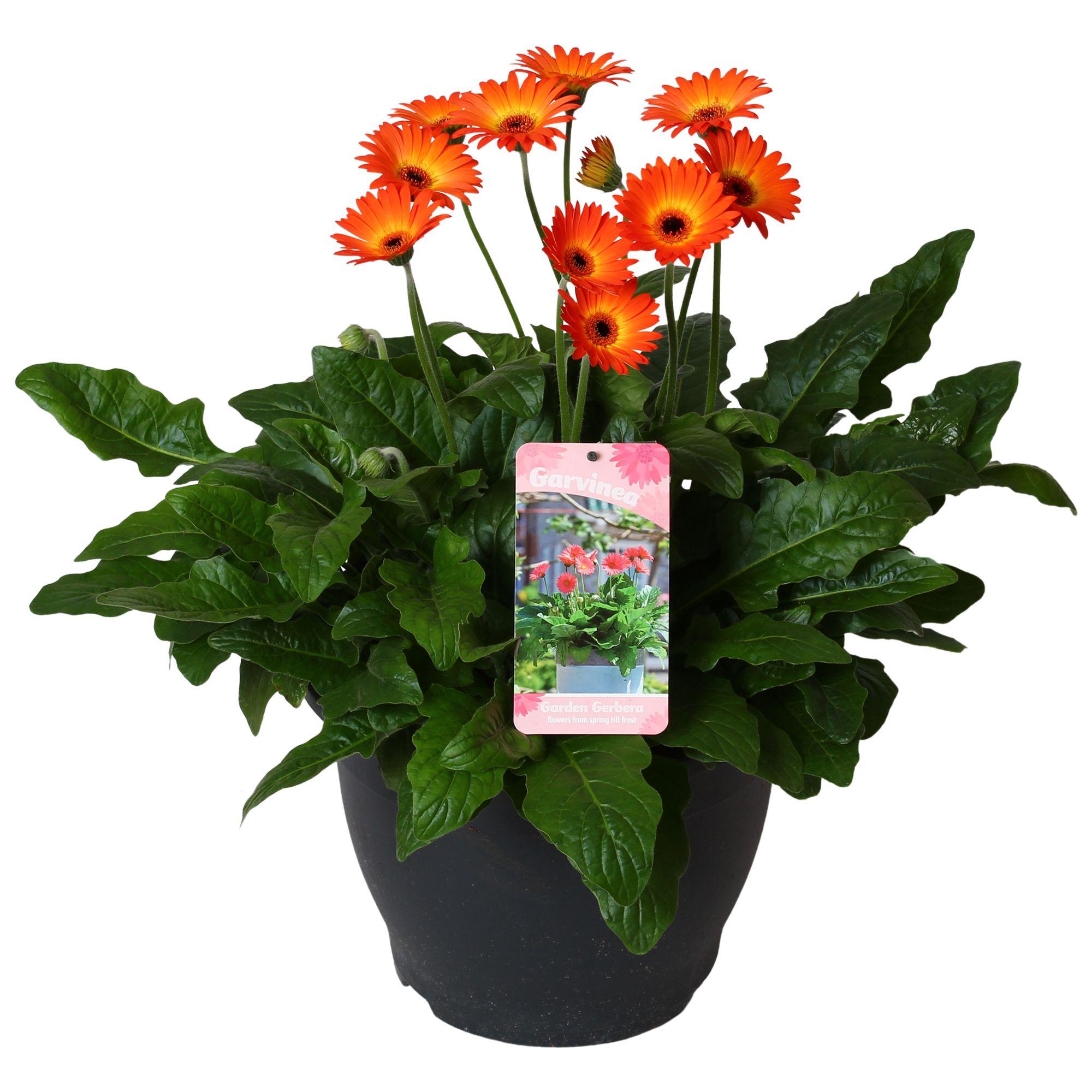 Горшечные цветы и растения оптом Gerbera Garvinea 32cm 7bl Twister от 1шт (для телеги) из Голландии с доставкой по России