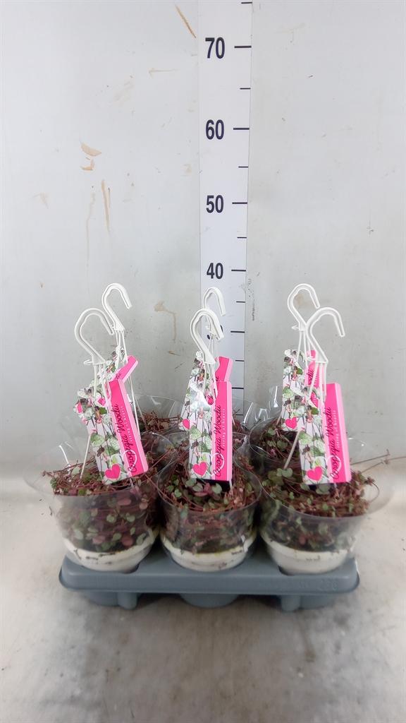 Горшечные цветы и растения оптом Ceropegia Woodii Silver Glory от 6шт из Голландии с доставкой по России