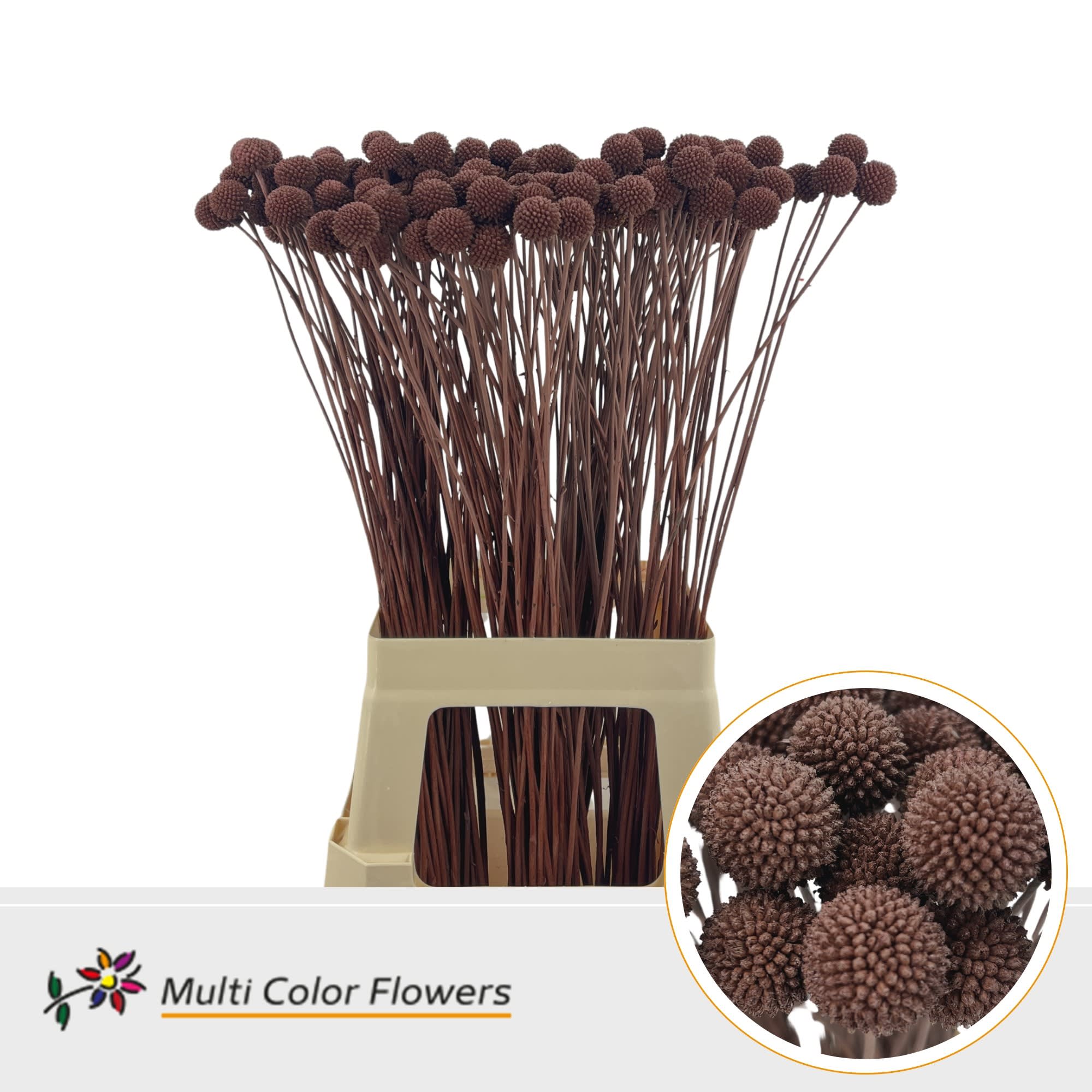 Срезанные цветы оптом Craspedia paint brown от 200шт из Голландии с доставкой по России