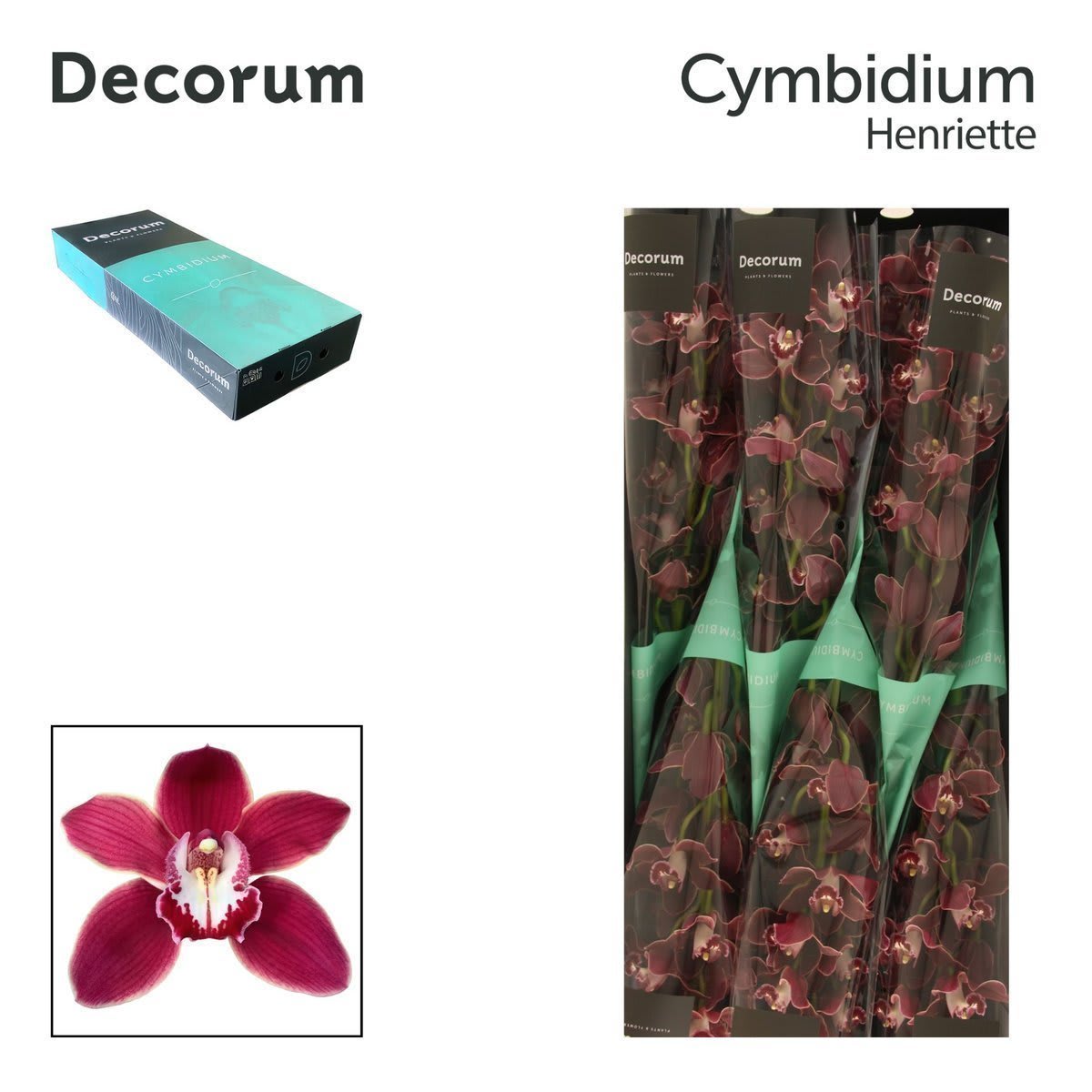 Срезанные цветы оптом Cymbidium red velvet henriette от 6шт из Голландии с доставкой по России