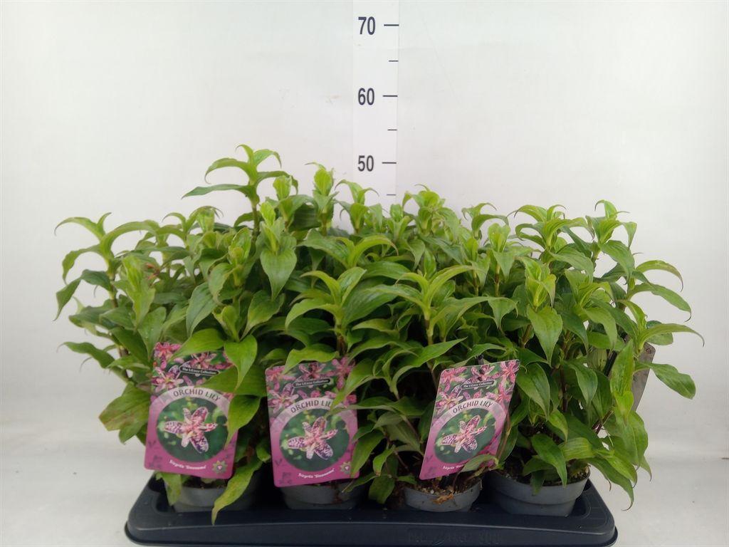 Горшечные цветы и растения оптом Tricyrtis Hirta от 8шт из Голландии с доставкой по России
