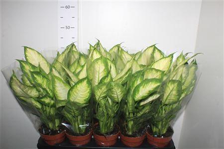 Горшечные цветы и растения оптом Dieffenbachia Camilla от 10шт из Голландии с доставкой по России