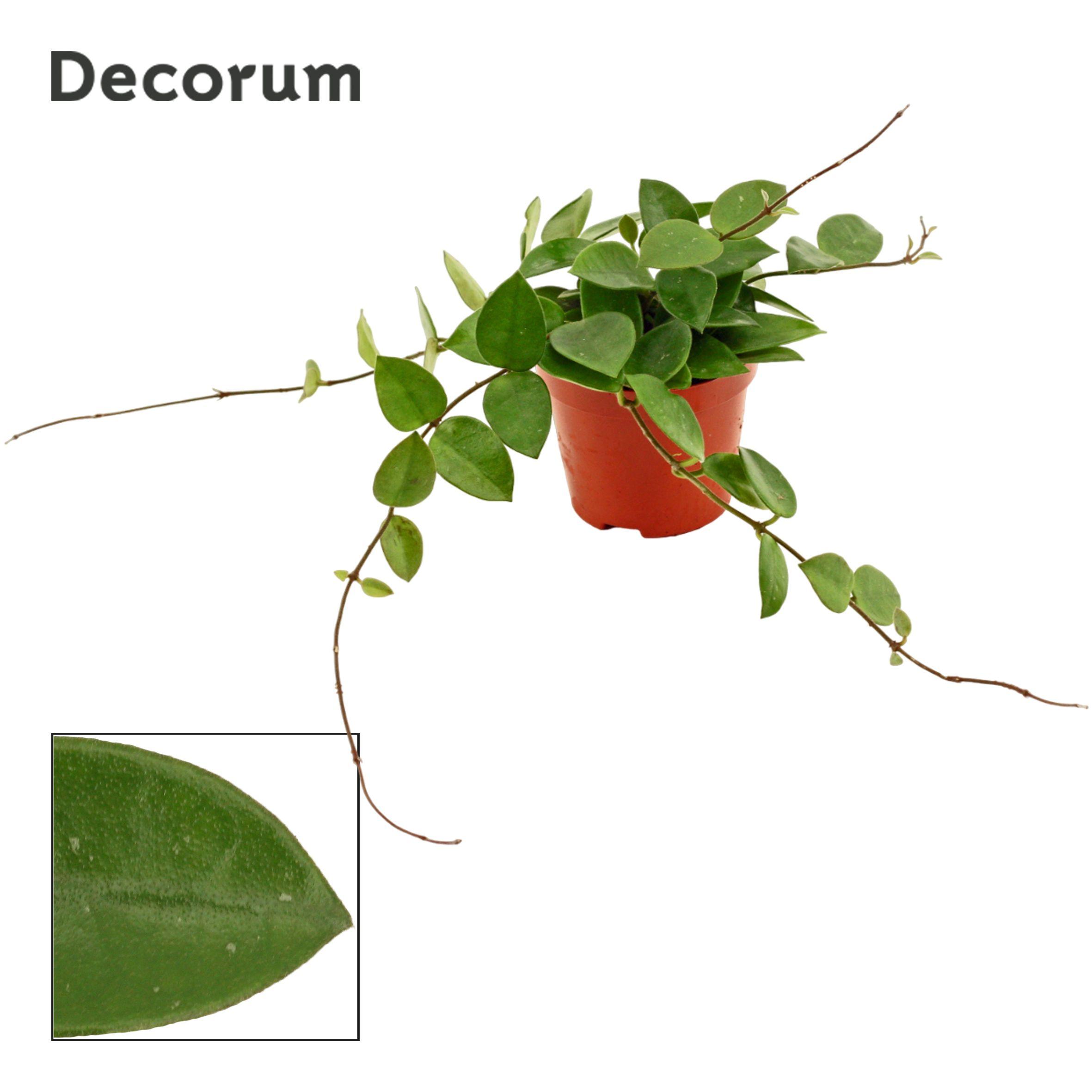 Горшечные цветы и растения оптом Hoya Cv Chouke (decorum) от 18шт (для телеги) из Голландии с доставкой по России