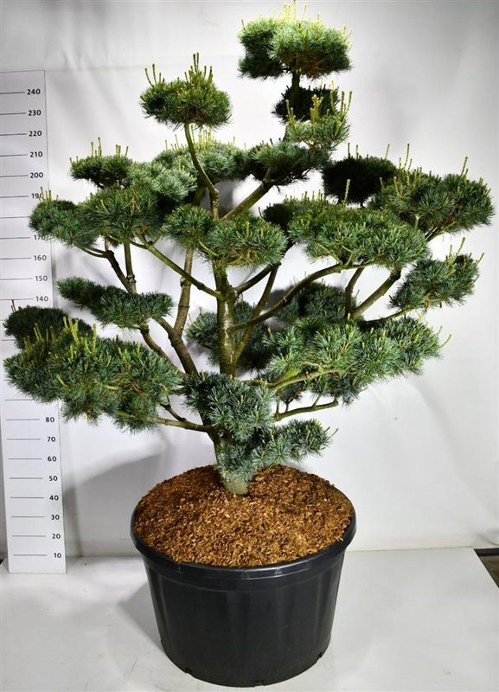 Горшечные цветы и растения оптом Pinus Parv. glauca от 1шт из Голландии с доставкой по России