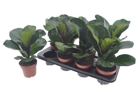 Горшечные цветы и растения оптом Ficus Lyrata Bambino от 8шт из Голландии с доставкой по России