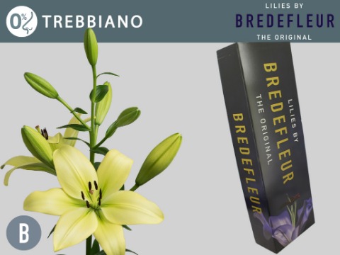 Срезанные цветы оптом Lilium la trebbiano от 40шт. из Голландии с доставкой по России