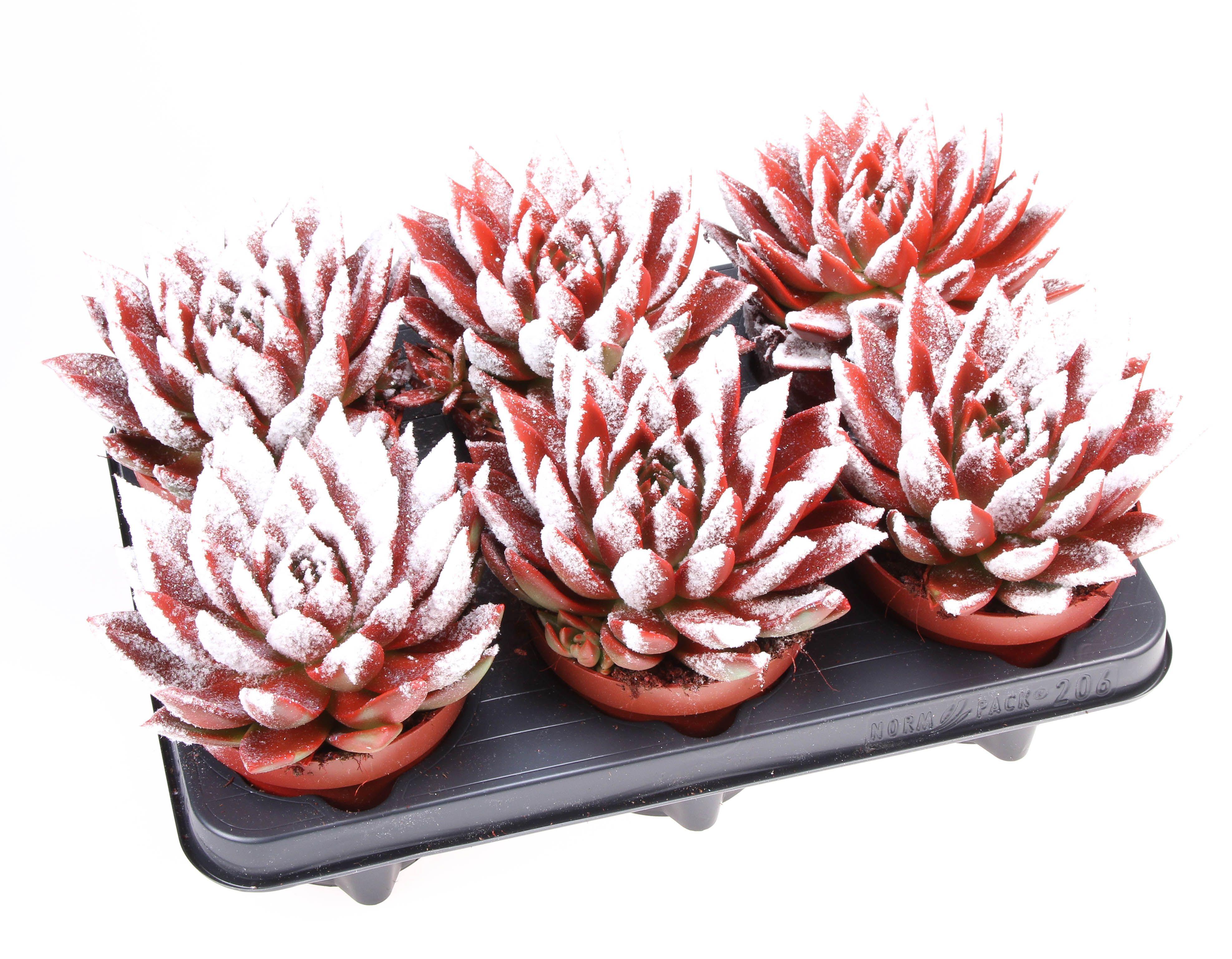 Горшечные цветы и растения оптом Echeveria Miranda Snowy от 6шт из Голландии с доставкой по России