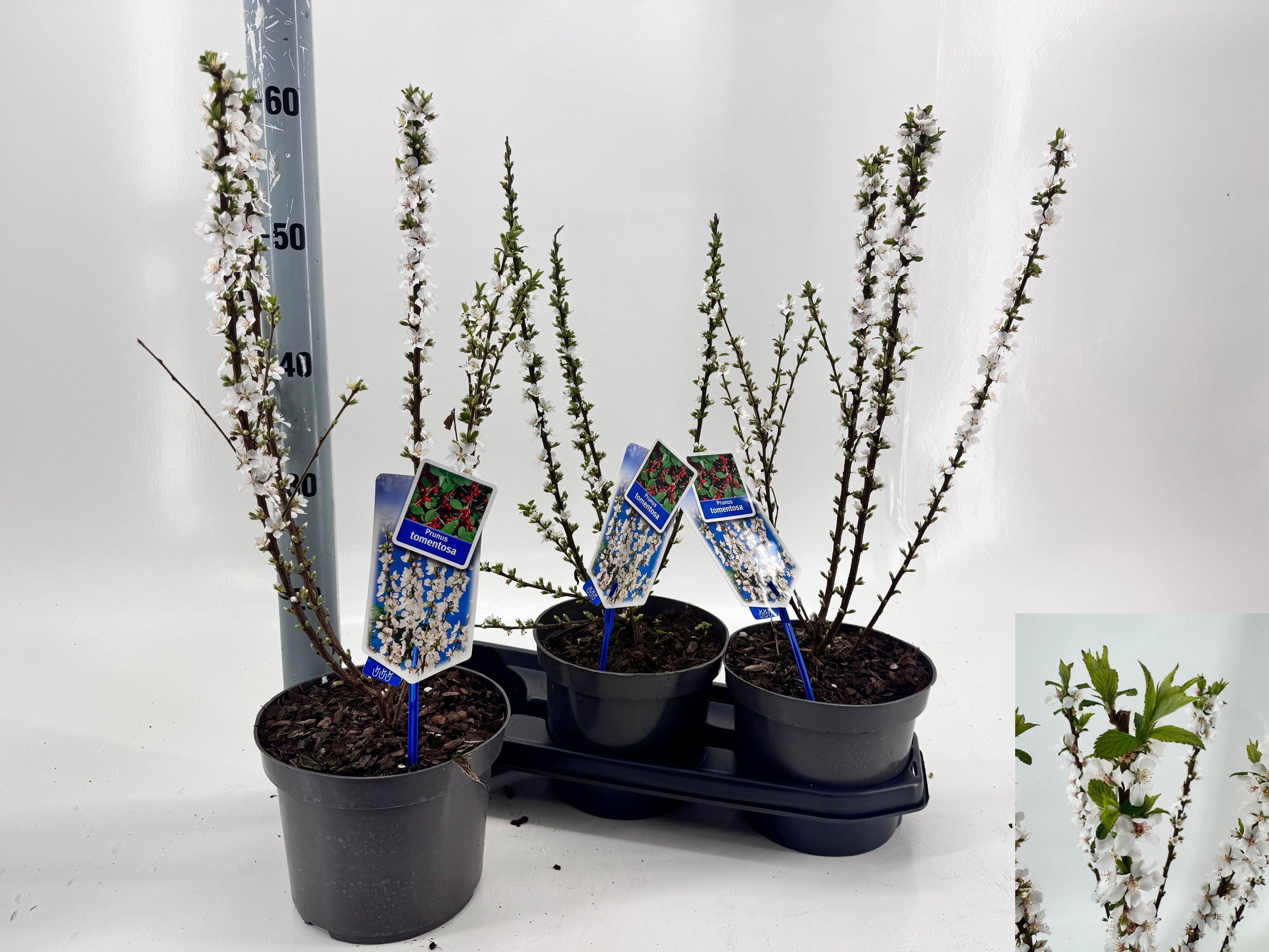 Горшечные цветы и растения оптом Prun Tomentosa от 3шт из Голландии с доставкой по России