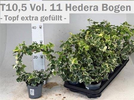 Горшечные цветы и растения оптом Hed He Ov Groen Bow от 10шт из Голландии с доставкой по России