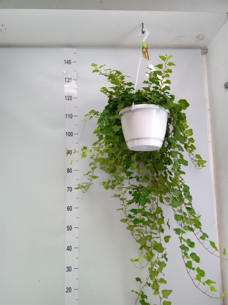 Горшечные цветы и растения оптом Hedera Wonder Hang от 1шт из Голландии с доставкой по России