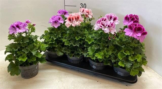 Горшечные цветы и растения оптом Pelargonium Gr Gemengd от 8шт из Голландии с доставкой по России