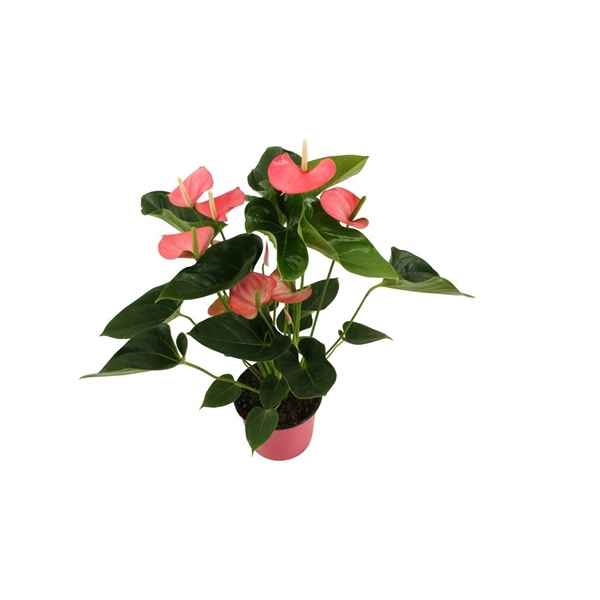 Горшечные цветы и растения оптом Anth An Paris Pink 5+ от 8шт из Голландии с доставкой по России