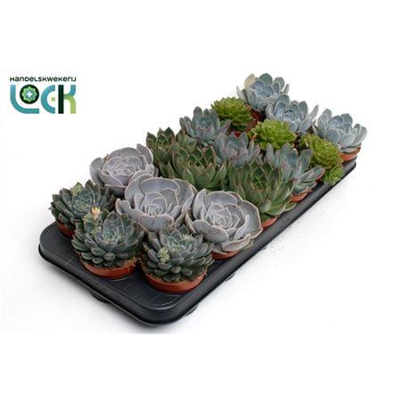 Горшечные цветы и растения оптом Echeveria Gemengd от 18шт (для телеги) из Голландии с доставкой по России