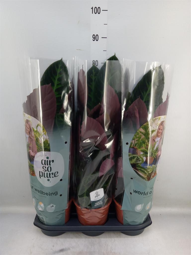 Горшечные цветы и растения оптом Calathea Warscewiczii от 3шт из Голландии с доставкой по России