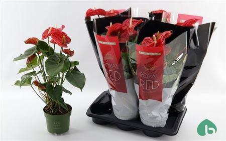 Горшечные цветы и растения оптом Anth An Royal Red Madural 5+ от 6шт из Голландии с доставкой по России