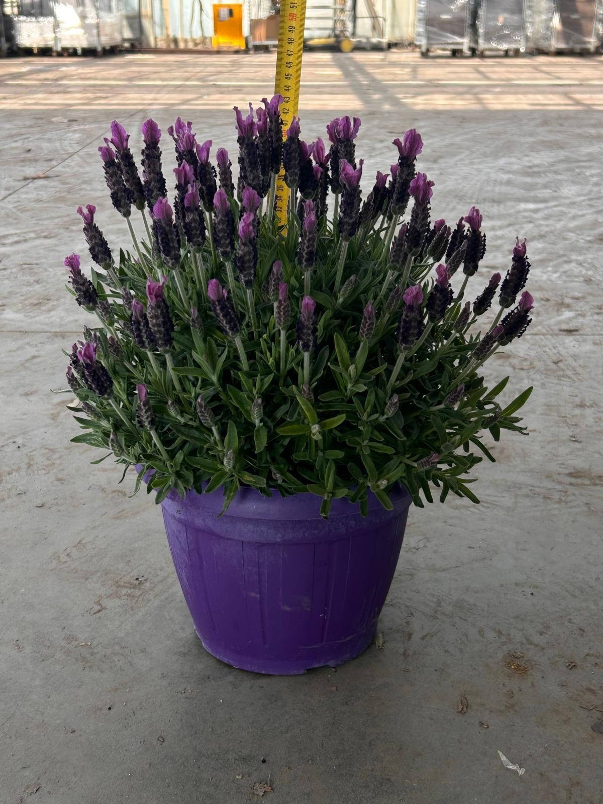 Горшечные цветы и растения оптом Lavan Stoechas от 1шт из Голландии с доставкой по России