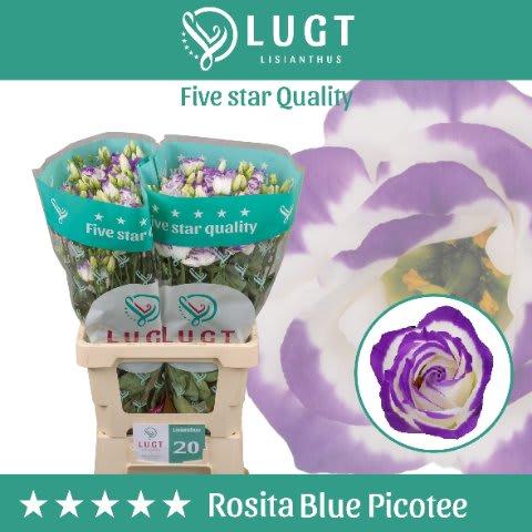 Срезанные цветы оптом Lisianthus do rosita blue picotee от 20шт из Голландии с доставкой по России
