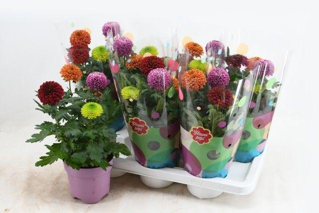 Горшечные цветы и растения оптом Chrys Fp Gem In Pot от 7шт из Голландии с доставкой по России