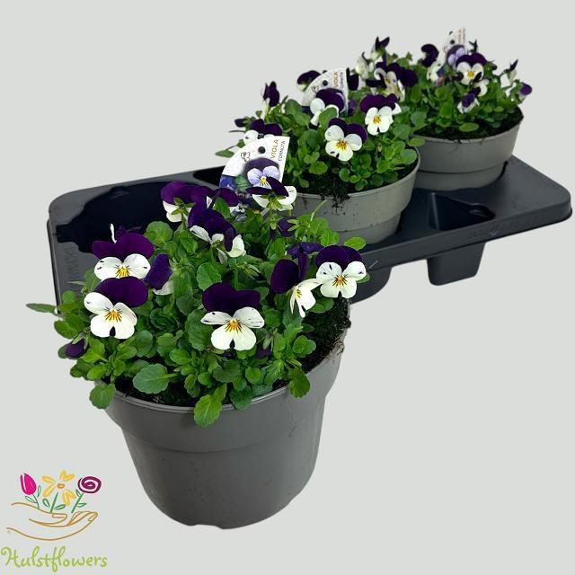Горшечные цветы и растения оптом Vio Co Em Whi Pu Jup от 3шт из Голландии с доставкой по России