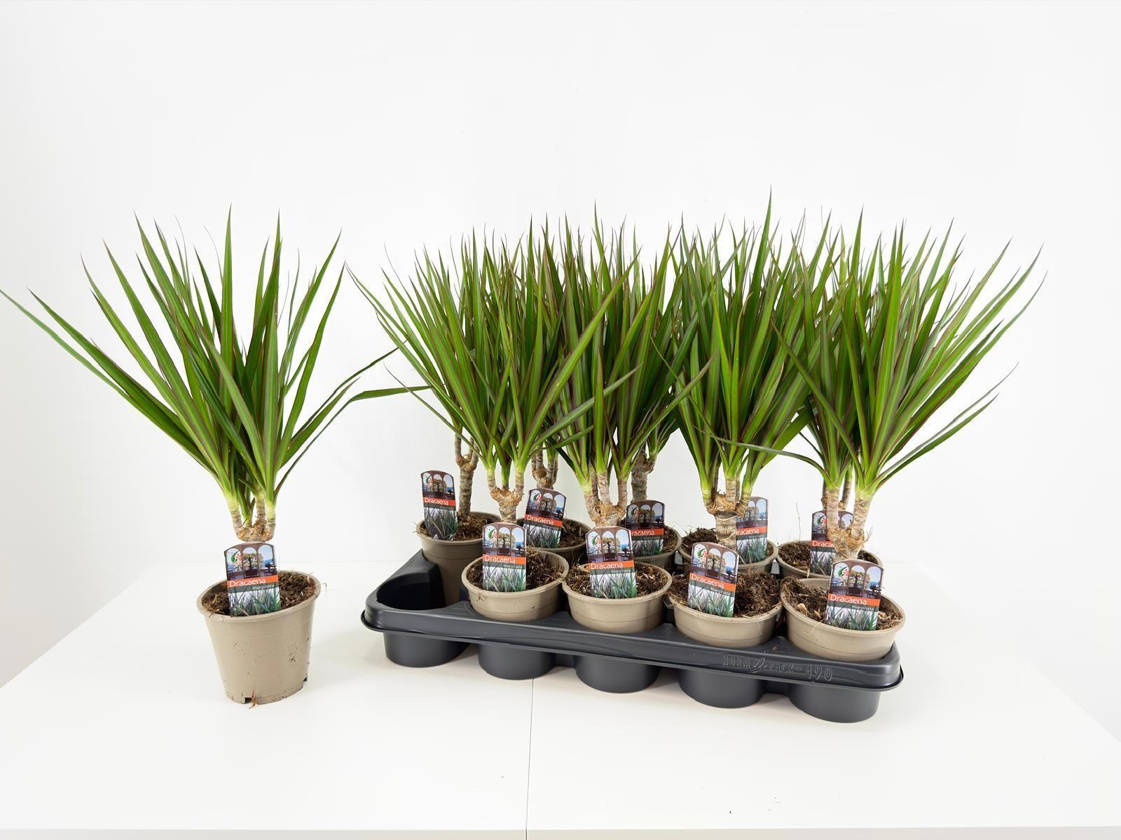 Горшечные цветы и растения оптом Dra Marginata от 10шт из Голландии с доставкой по России