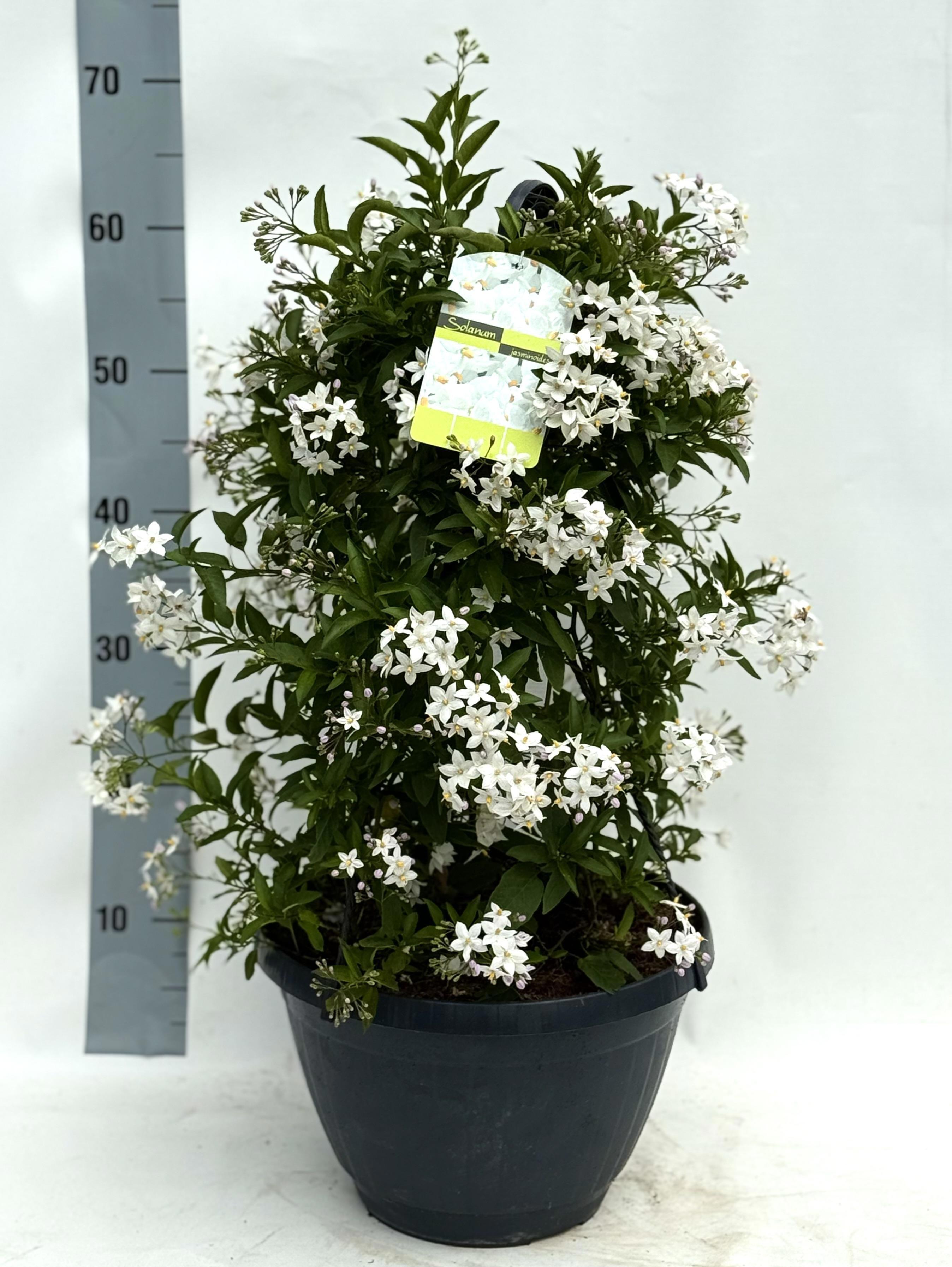 Горшечные цветы и растения оптом Solanum Jasminoides от 1шт из Голландии с доставкой по России