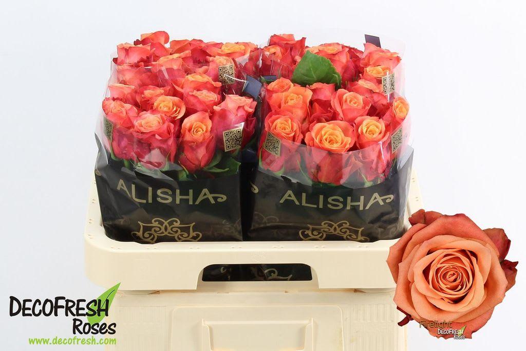 Срезанные цветы оптом Rosa large firelight+ от 50шт из Голландии с доставкой по России