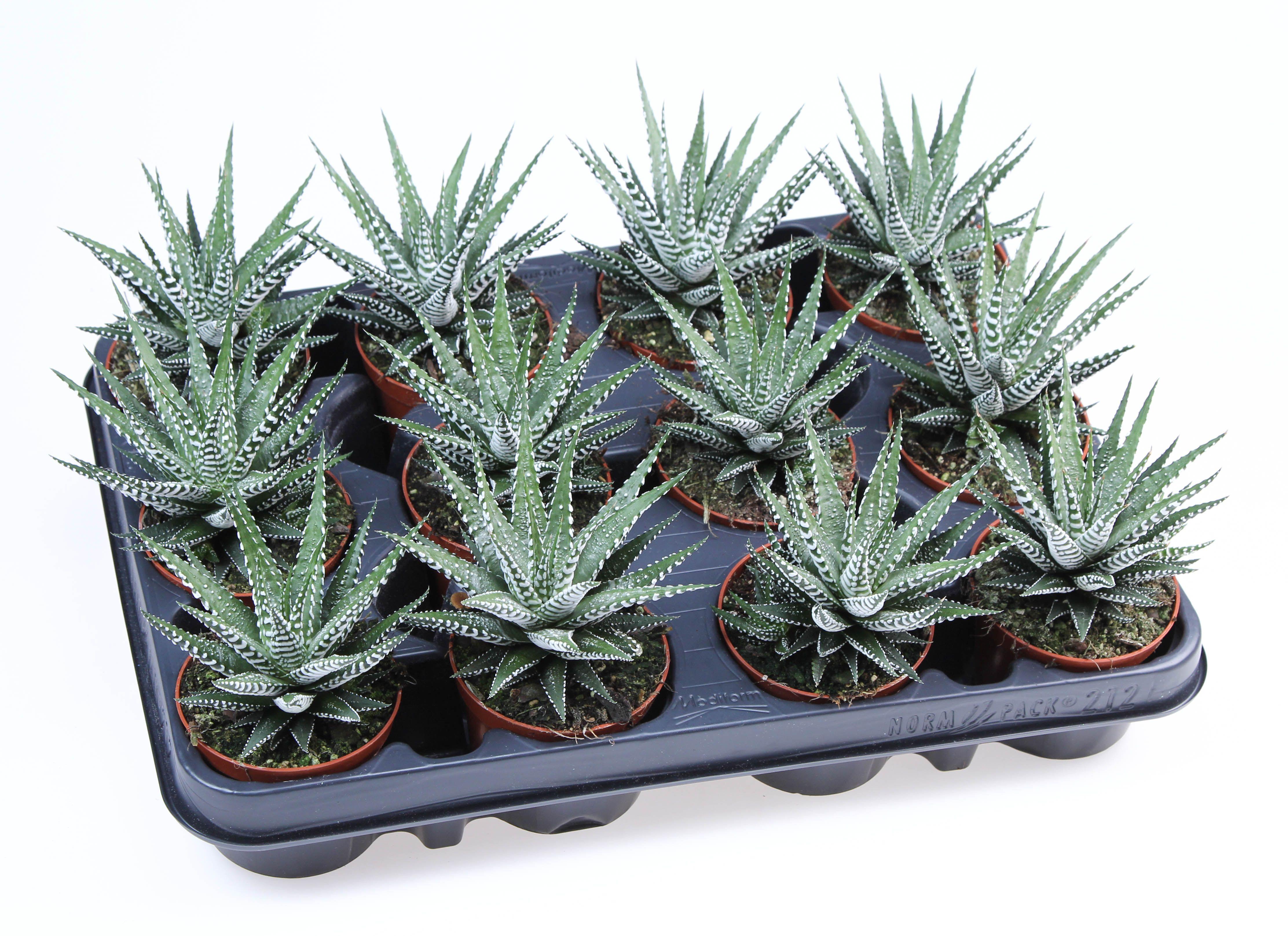 Горшечные цветы и растения оптом Haworthia Fasciata Big Band от 12шт (для телеги) из Голландии с доставкой по России