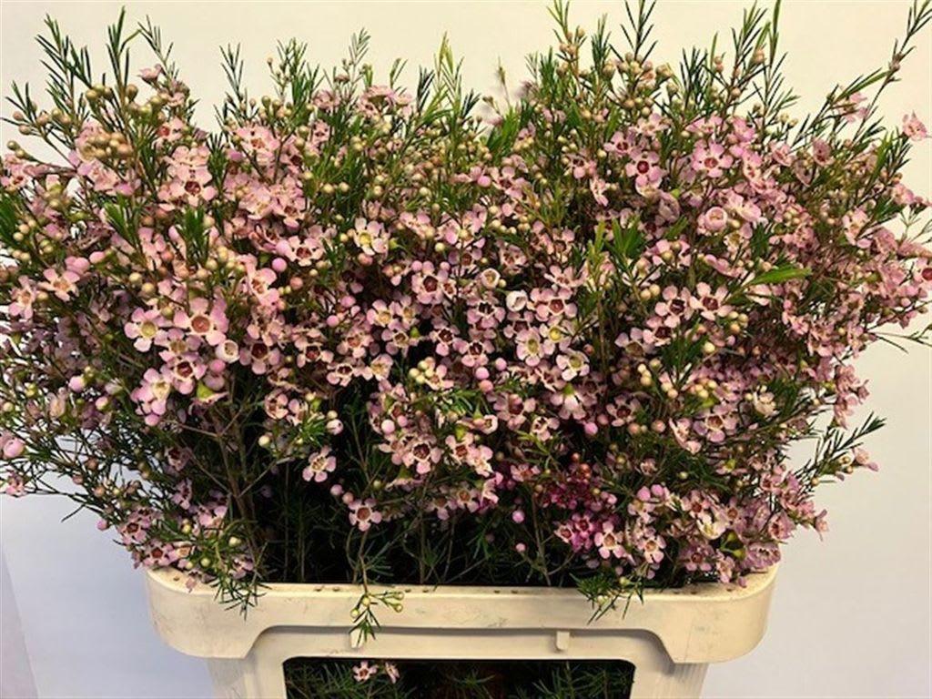 Срезанные цветы оптом Chamelaucium early nir от 50шт из Голландии с доставкой по России