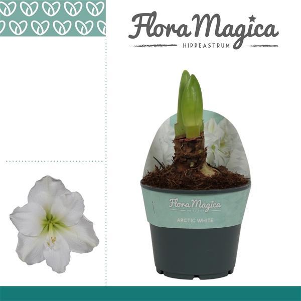 Горшечные цветы и растения оптом Hipp Arctic White 2pp In Potkraag от 7шт из Голландии с доставкой по России