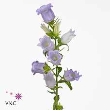 Срезанные цветы оптом Campanula medium champion lavender от 50шт из Голландии с доставкой по России