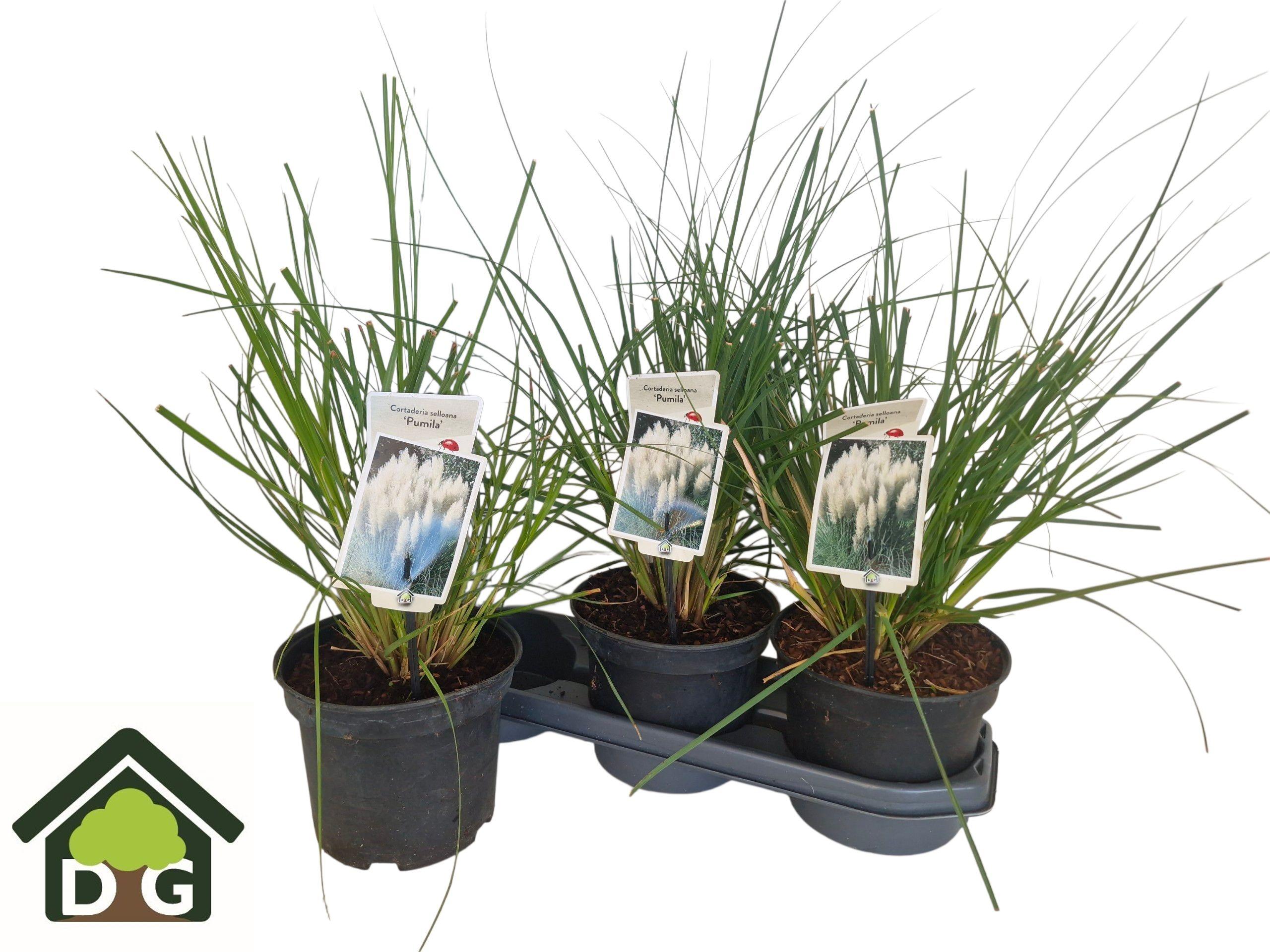 Горшечные цветы и растения оптом Corta Se Pumila от 3шт из Голландии с доставкой по России