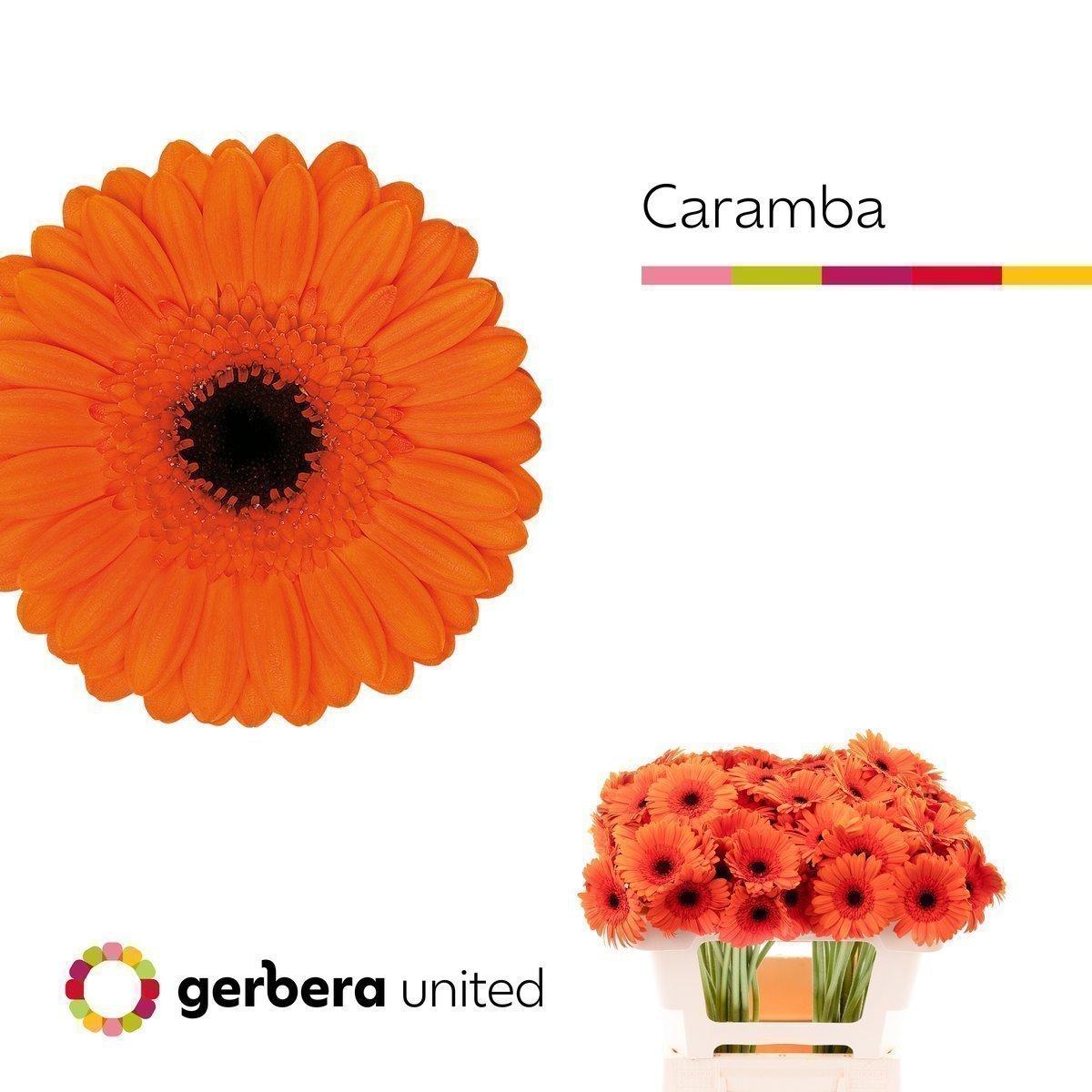 Срезанные цветы оптом Germini caramba от 80шт из Голландии с доставкой по России