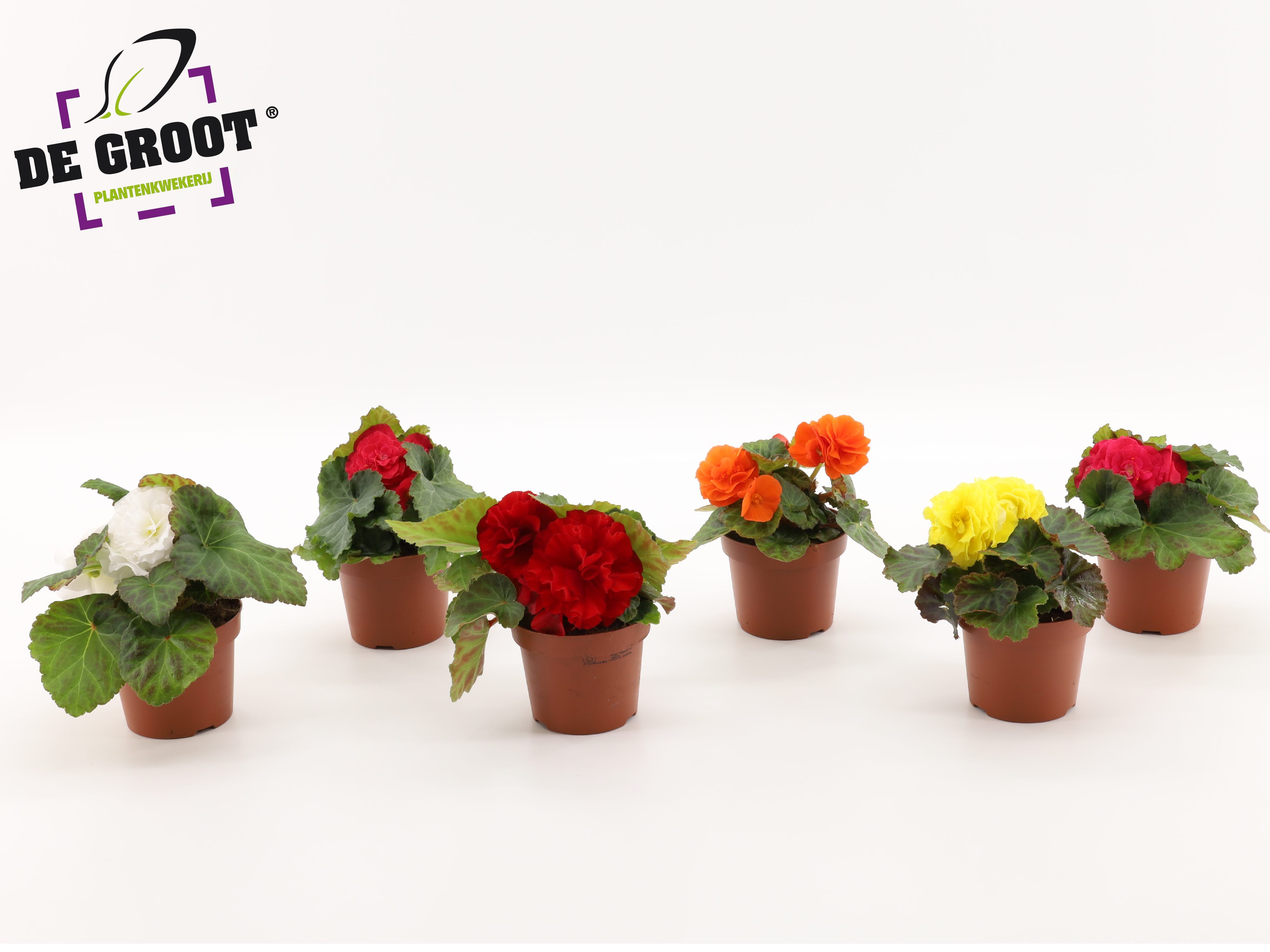 Горшечные цветы и растения оптом Knolbegonia Mix от 8шт из Голландии с доставкой по России