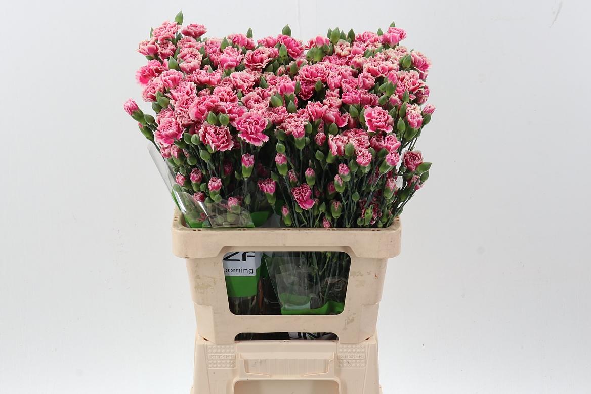 Срезанные цветы оптом Dianthus sp spring+ от 80шт из Голландии с доставкой по России