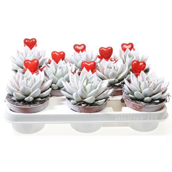 Горшечные цветы и растения оптом Echeveria Miranda Wit Rode Glitter + Hart от 8шт из Голландии с доставкой по России