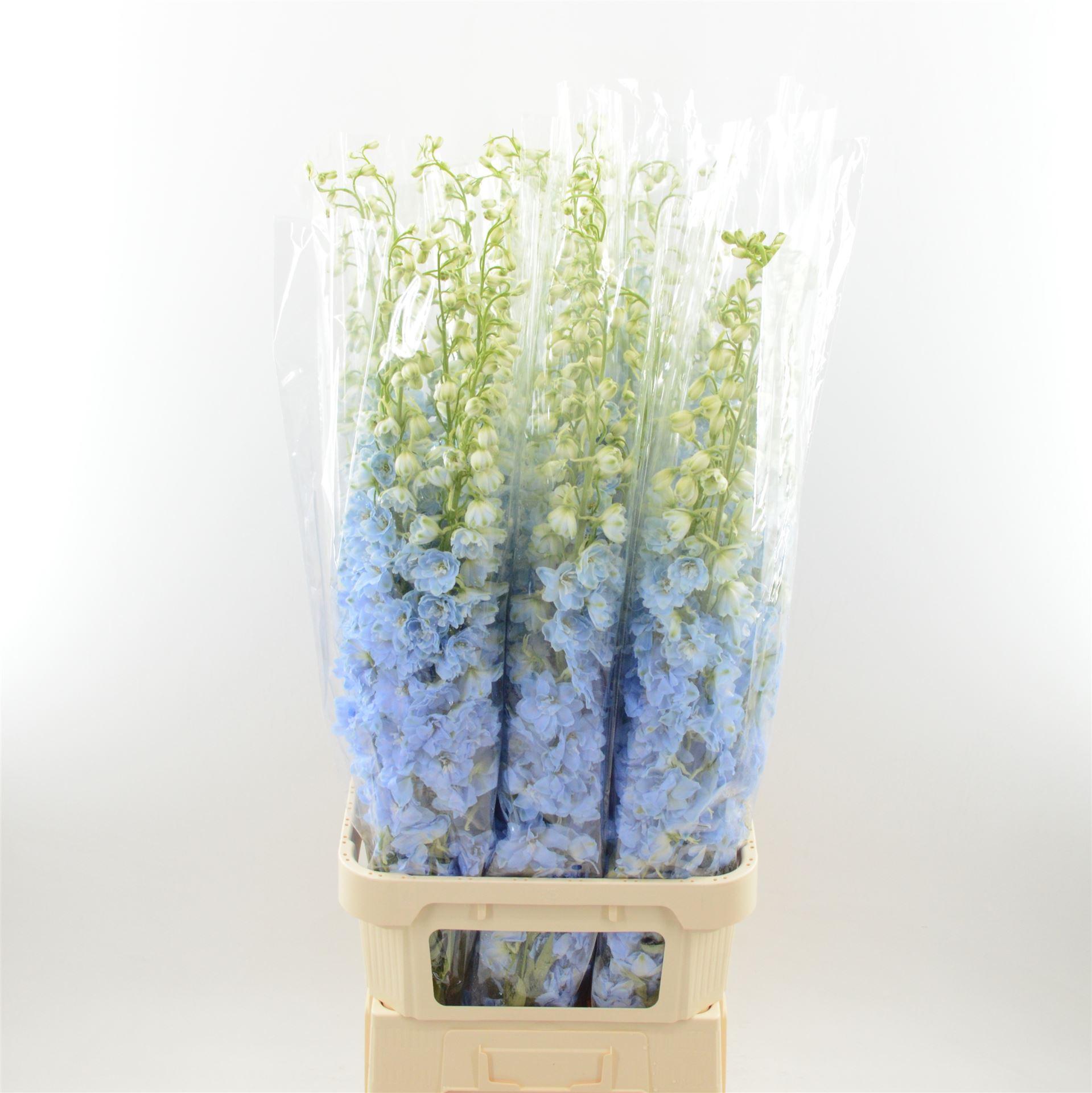 Срезанные цветы оптом Delphinium el dewi boy от 30шт. из Голландии с доставкой по России