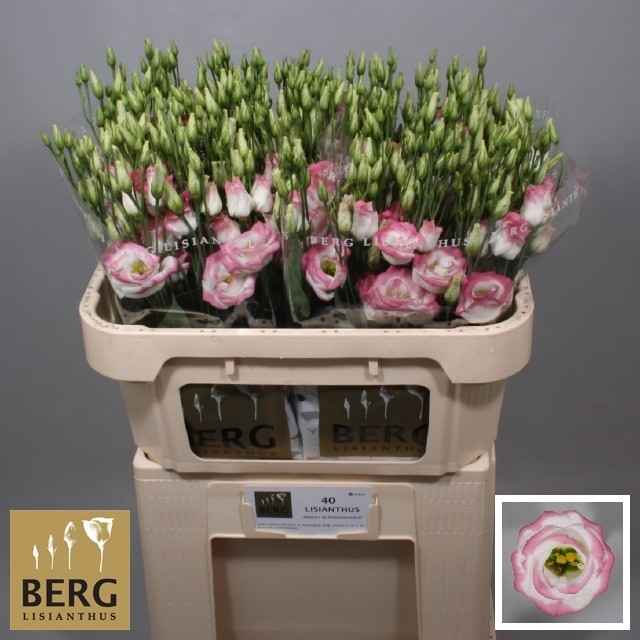 Срезанные цветы оптом Lisianthus do rosita hot lips от 40шт из Голландии с доставкой по России