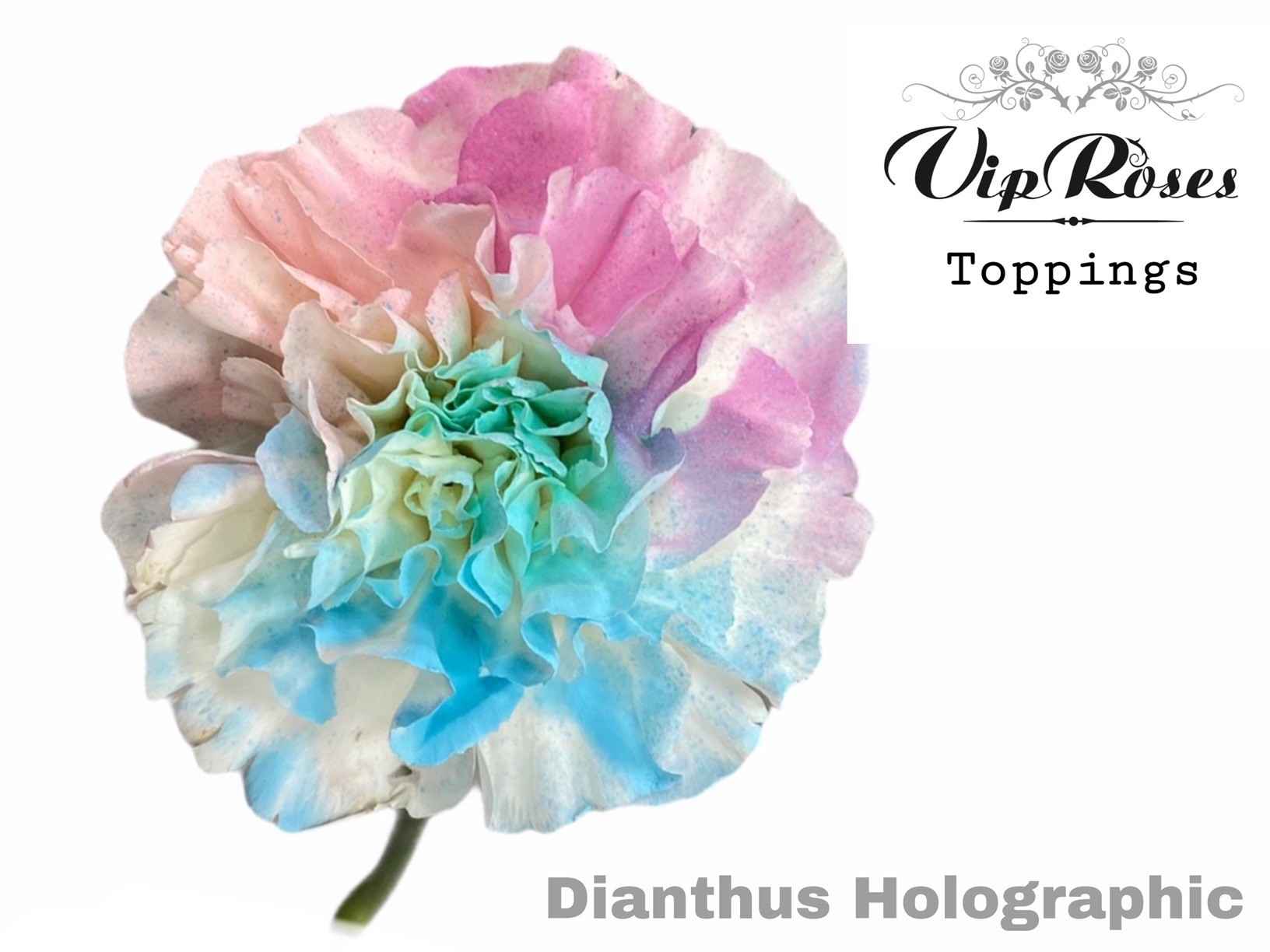 Срезанные цветы оптом Dianthus st paint holographic pastels от 40шт из Голландии с доставкой по России