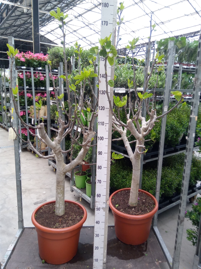 Горшечные цветы и растения оптом Ficus Carica On Stem от 1шт из Голландии с доставкой по России
