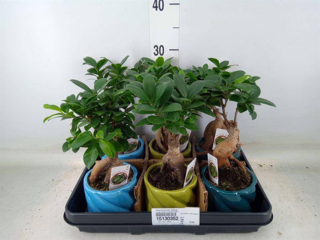 Горшечные цветы и растения оптом Ficus Ginseng от 6шт из Голландии с доставкой по России