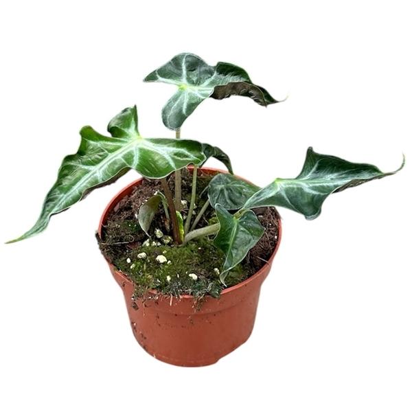 Горшечные цветы и растения оптом Alocasia Loco от 1шт (для телеги) из Голландии с доставкой по России